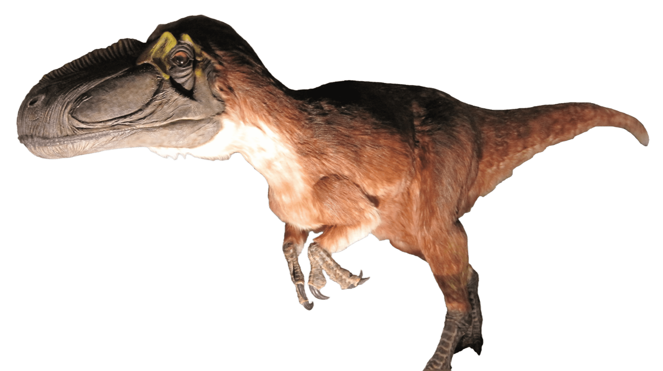 ユティランヌス生体復元.png